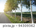 白樺並木 94309362