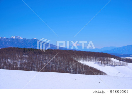冬の霧ヶ峰高原からカラマツ林、富士山を望む 冬の霧ヶ峰高原からカラマツ林、富士山を望む 94309505