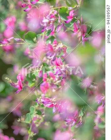 萩の花　彼岸花の名所 94309567