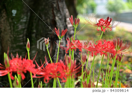 木漏れ日の中の彼岸花　（曼珠沙華） 94309614