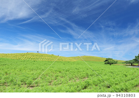初秋の青空とひたち海浜公園のみはらしの丘。色づき始めたコキア。9月 94310803