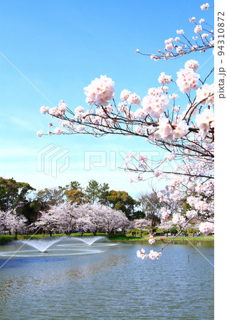 名古屋市、名城公園御深井池と桜の風景 名古屋市、名城公園御深井池と桜の風景 94310872