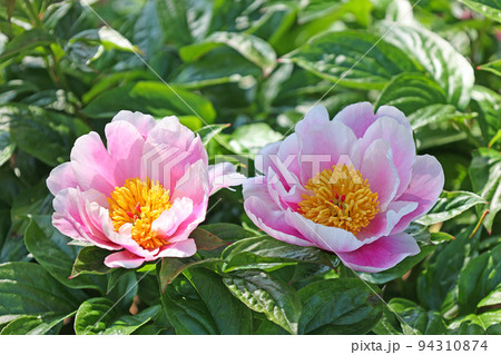 芍薬園にピンク色のシャクヤクが咲いています 94310874