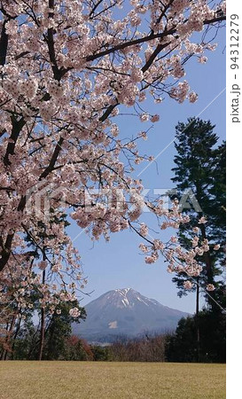 桜と大山 94312279