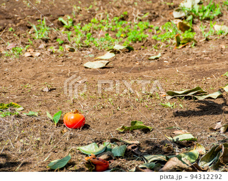 秋の味覚　完熟して落下してしまった柿 94312292