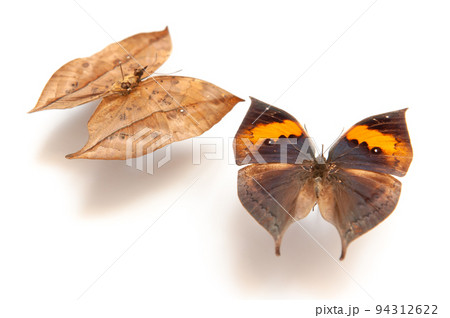 蝶の標本・コノハチョウ（オモテとウラ） 94312622