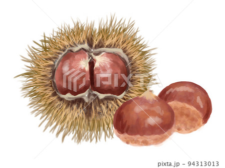 専用他の方発送×28000肉質画　写実画　栗 b9e9dcb05fa51e9081dbe134f21d1d