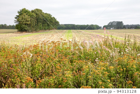 Wild flowers next to an agricultural field in Denmark Wild flowers next to an agricultural field in Denmark 94313128