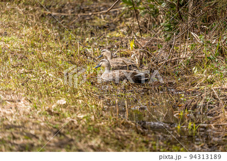 雪解け水の残る山際の湿地とつがいの軽鴨 94313189