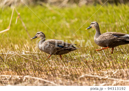 雪解け水の残る山際の湿地とつがいの軽鴨 94313192