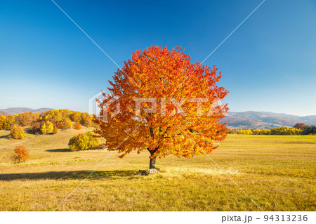 A tree with an orange crown in the foreground of an autumn lands A tree with an orange crown in the foreground of an autumn lands 94313236