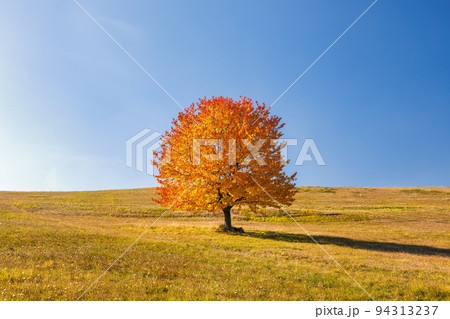A tree with an orange crown in the foreground of an autumn lands 94313237