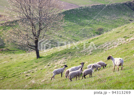Motif of a spring rural landscape with grazing sheep. Motif of a spring rural landscape with grazing sheep. 94313269
