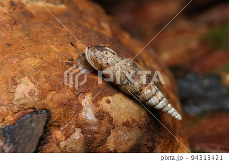 キセルガイの一種 94313421