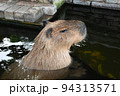カピバラがお風呂に入っているイメージ 94313571