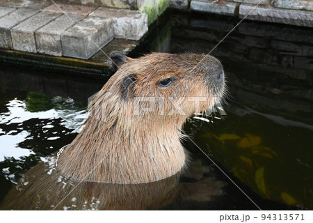 カピバラがお風呂に入っているイメージ カピバラがお風呂に入っているイメージ 94313571