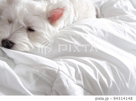 まだまだ眠いウエストハイランドホワイトテリア 94314148