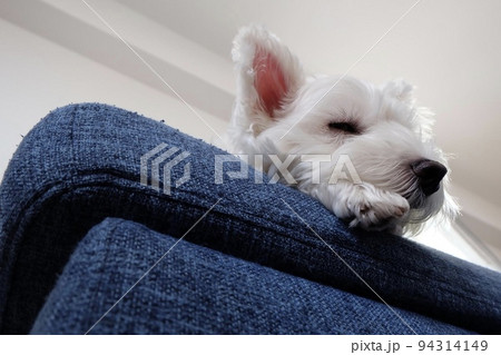 ソファで寝ようとしているウエストハイランドホワイトテリア 94314149
