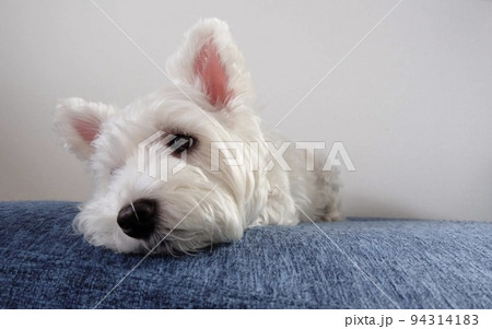 ソファで退屈そうにしているウエストハイランドホワイトテリア 94314183
