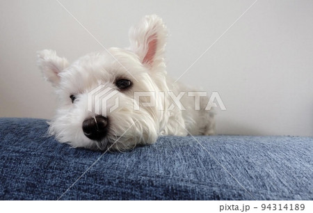 ソファで退屈そうにしているウエストハイランドホワイトテリア 94314189