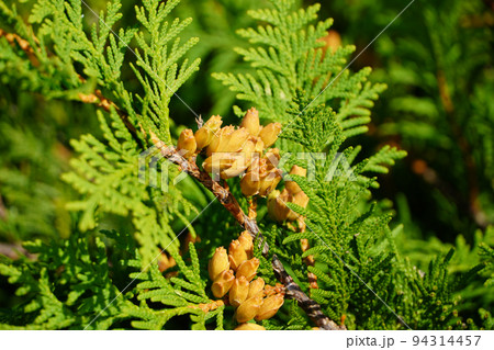 ニオイヒバの色づいた実 94314457