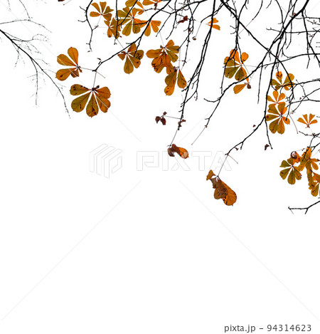 Chestnut tree branches with yellow autumn leaves Chestnut tree branches with yellow autumn leaves 94314623