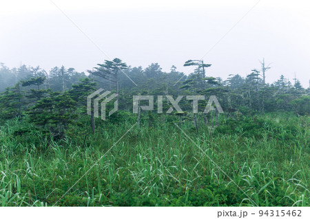 morning foggy natural landscape, wet meadow with small firs morning foggy natural landscape, wet meadow with small firs 94315462
