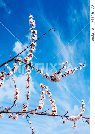 white blossom in front of a blue sky. springtime in april. flowering branches of apple tree white blossom in front of a blue sky. springtime in april. flowering branches of apple tree 94316972
