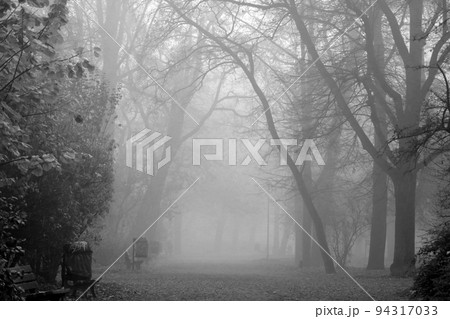 Black and white photo. Mystical foggy morning in the autumn park. 94317033