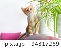 Little cute ginger kitten sitting by window among houseplants. Portrait of beautiful domestic cat looking at camera. Copy space. 94317289