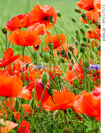 Closeup of red poppy flowers in the blurred background of a rye field 94317573