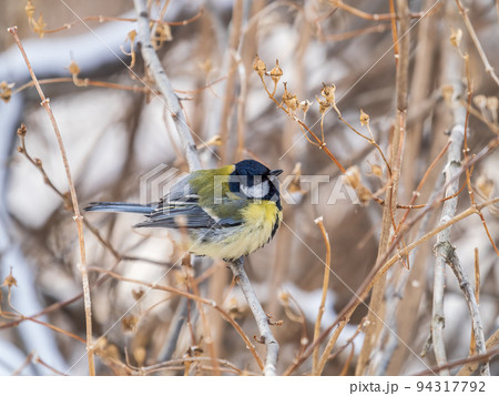 Cute bird Great tit, songbird sitting on a branch without leaves in the autumn or winter. Cute bird Great tit, songbird sitting on a branch without leaves in the autumn or winter. 94317792