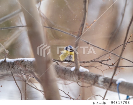 Cute bird, Eurasian blue tit, songbird sitting on a branch without leaves in the autumn or winter 94317798