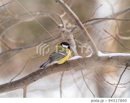 Cute bird Great tit, songbird sitting on a branch without leaves in the autumn or winter. Cute bird Great tit, songbird sitting on a branch without leaves in the autumn or winter. 94317800