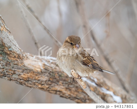 Sparrow sits on a branch without leaves. Sparrow sits on a branch without leaves. 94317801
