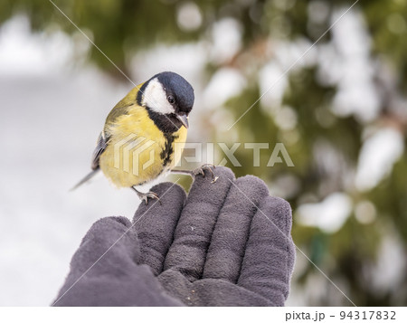 A tit sits on a man's hand and eats seeds. A tit sits on a man's hand and eats seeds. 94317832