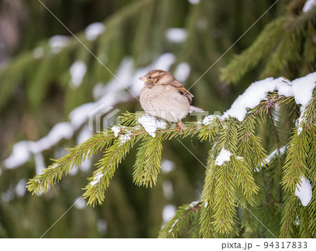 Sparrow sits on a fir branch with snow in winter 94317833