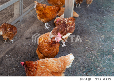 Hens in the chicken farm. Organic poultry house. 94318349
