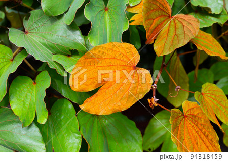Bauhinia aureifolia or gold leaf bauhinia Bauhinia aureifolia or gold leaf bauhinia 94318459