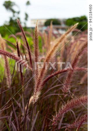 Fountain grass or pennisetum alopecuroides Fountain grass or pennisetum alopecuroides 94318460