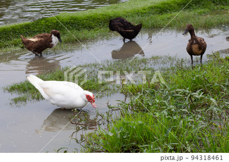Free range duck farm. Natural organic duck Free range duck farm. Natural organic duck 94318461
