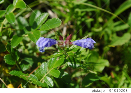 北海道で見た紫色の花が綺麗なムシャリンドウ 94319203