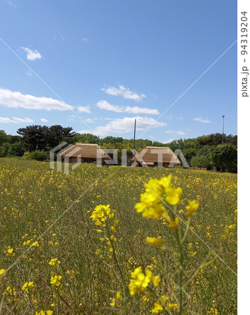 藁葺き屋根と菜の花 94319204