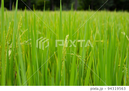Rice plant in rice field. 94319563