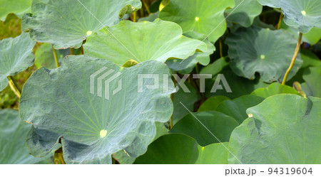 Leaves of lotus in the pond Leaves of lotus in the pond 94319604