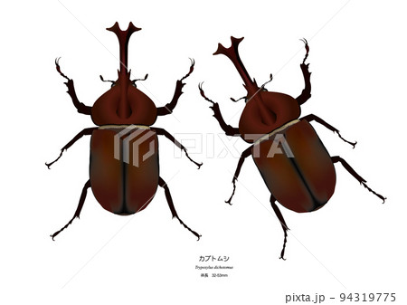 カブトムシ♂ 94319775