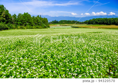 蕎麦の花畑 蕎麦の花畑 94320570