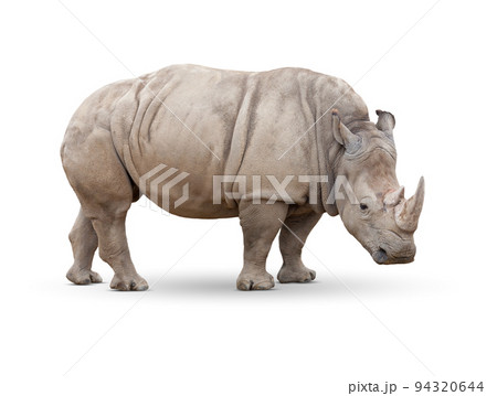 Single Large Rhinoceros Isolated on White. 94320644