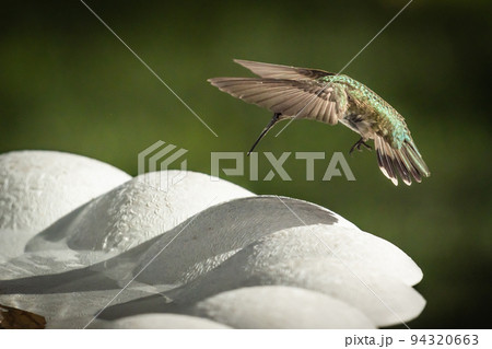 Hummingbird in Flight 94320663