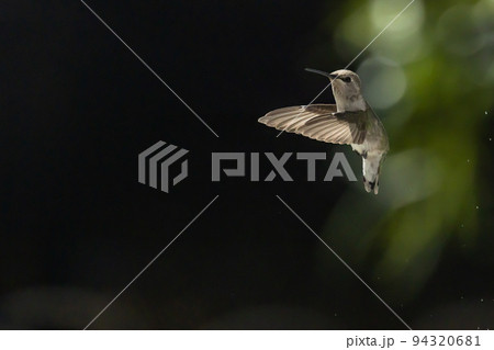 Hummingbird in Flight 94320681